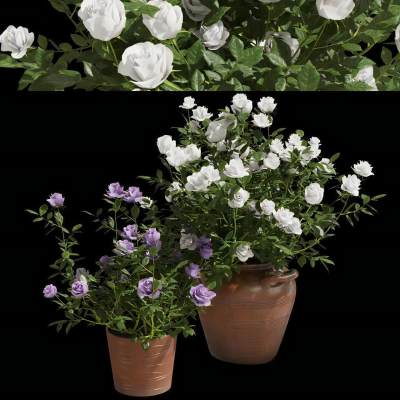 现代植物绿植盆栽